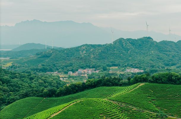 Plantaciones de té verde en terrazas con pueblo y montañas al fondo en región productora de matcha